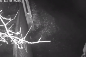 Під луцьку «Ласку» невідомі на авто вночі підкинули цуценят в мішку (Відео) 