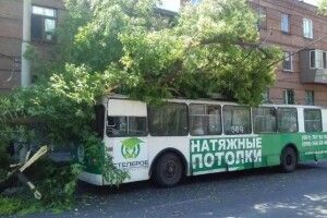 У Запоріжжі дерево атакувало тролейбус: двоє пасажирів одержали серйозні травми