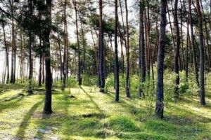 У державну власність повернули земельну ділянку лісового фонду на Старовижівщині вартістю понад 13 мільйонів гривень