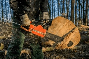 Волинянина судитимуть за незаконну рубку дерев 