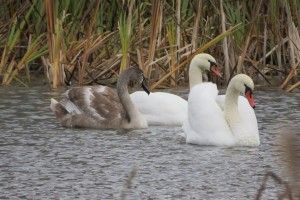 Нацпарк «Цуманська пуща» просить «годувальників» не набридати ківерцівським лебедям з Молодіжного 