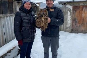 У Солов’ях на Волині врятували пугача з очиськами-мандаринами (Фото)