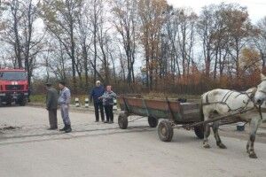 На Волині поліцейські встигнули врятувати коня на залізничній колії