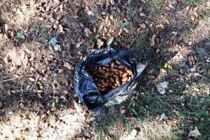 У Цуманській пущі студенти збирали жолуді