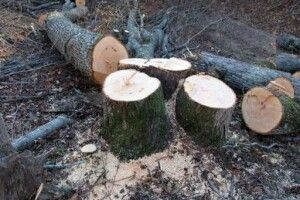 У Раді пропонують запровадити мораторій на вирубку зелених насаджень