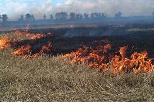 На Волині разом зі стернею згоріла і … вбиральня