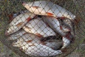 Волиняни «наловили» на кримінальну справу