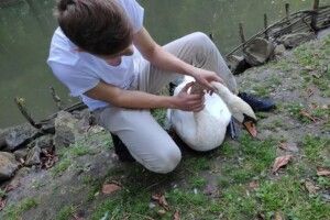 Молодята з Одеси у Львові врятували лебедя (Фото)