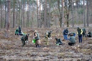 За рік площа волинських лісів збільшилась на 56 гектарів