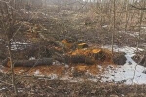 У громаді на Волині виявили факти самовільного зрізання дерев