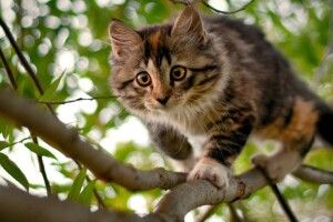 Рятуючи кота сам застряг (Фото)