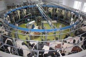 На Турійщині триває будівництво сучасного молочного комплексу 