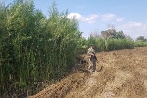Прикордонники виявили плантацію конопель з охоронцями