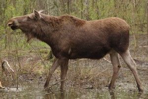 У Рожищі побували незвичайні гості