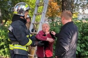 Три дні сидів на дереві: у Рівному врятували кота 