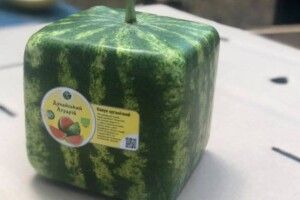 В Україні почали вирощувати органічні квадратні кавуни