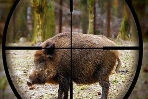 У маневицьких лісах злапали чотирьох браконьєрів
