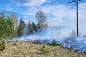 Горіли ліси та чагарники: на Волині вогонь знищив три гектари рослинності 