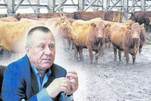 Кивають на Європу, а вчитися у неї не хочуть