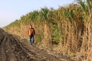 В університеті вирощують «плантацію дров»