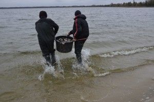 У волинські озера Люцимер та Велике Чорне запустили риб-аборигенів