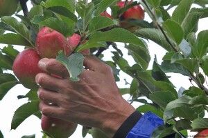 У Польщі поліцейська врятували життя українцю, який пішов по яблука, і ледве не загинув