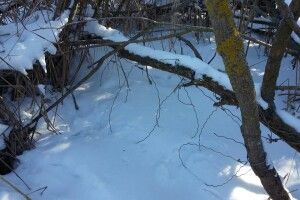 У лісі на Волині виявили загиблих тварин у браконьєрських петлях (Фото 18+)