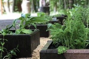 На території Лісівничого молодіжного центру у Воротневі з’явилася алейка лікарських трав