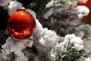 У Рівному протестують проти живої новорічної ялинки