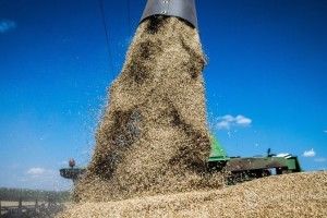 Держава обмежить експорт продовольчої пшениці 