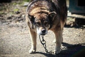 У Луцьку шукає роботу сторожем схожа на ведмедика песя Міша (Фото)