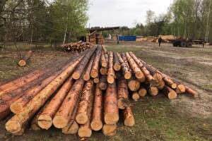 Із пилорами на Волині вилучили деревину невідомого походження (Фото)