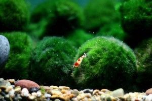 Браконьєри вже добралися до світязьких водорослей