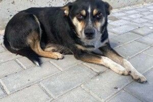 У Луцьку розшукують песика Пицика (Фото)