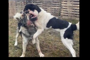 В Україні кому війна, а кому – собачі бої