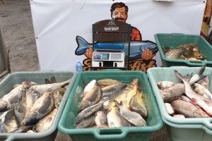 Чи безпечна риба: у двох містах на Волині перевірили місцеві ринки