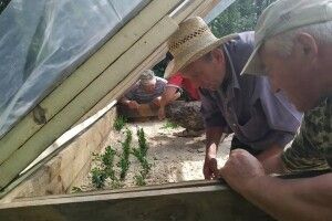 Самшит, туя, форзиція прикрасять Любешівщину