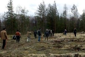 Мешканці Сереховичівської громади висаджували ліс