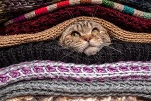 Погода на неділю, 26 січня: якщо киця мордочку сховає – бути морозу