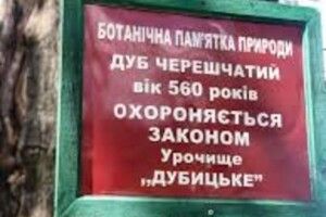 Волинські лісівники показали п'ятсотлітній дуб (Відео)