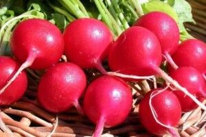 Фермери безкоштовно роздавали людям редиску