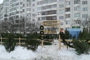 Ялинково-ярмарковий Луцьк: за лісову красуню навзамін просять купюру з Луцьким замком (фото)