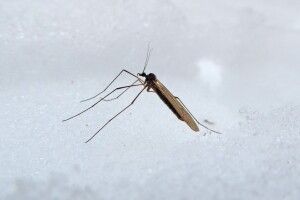 На Волині помітили «зимових комарів», які не бояться морозів
