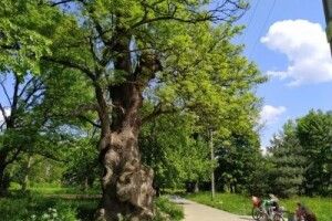 На Буковині – найстаріший ясен в Україні, якому 350 років