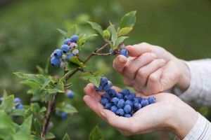 У яких громадах Волині дозволили збирати ягоди та гриби. Перелік
