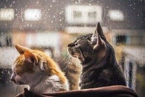 Синоптики попереджають: будуть і вітри, і дощі