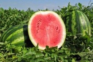 Чи стануть херсонські кавуни брендом?