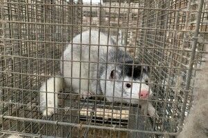 Українські звірівники можуть наростити експорт хутра з огляду на коронавірус в норок на фермах Данії