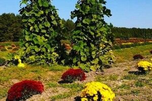 Біля траси Луцьк-Ковель для волинян відкрили плантації квітів