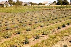 На Хмельниччині діє унікальне сільськогосподарське підприємство